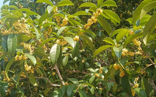 桂花树